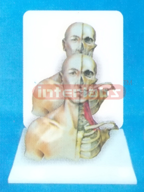 DESK-TYPE, HUMAN HEAD, NECK & THORACIC CAVITY MODEL WITH HALF MUSCLE & HALF SKELETAL ANATOMY WITH DESCRIPTION PLATE